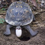 Turtle dropping eggs into the hole to hatch
