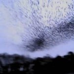 murmuration