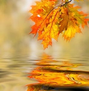 leaves on the stream